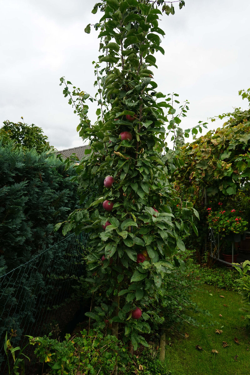 Malus domestica Waltz