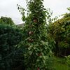Malus domestica Waltz