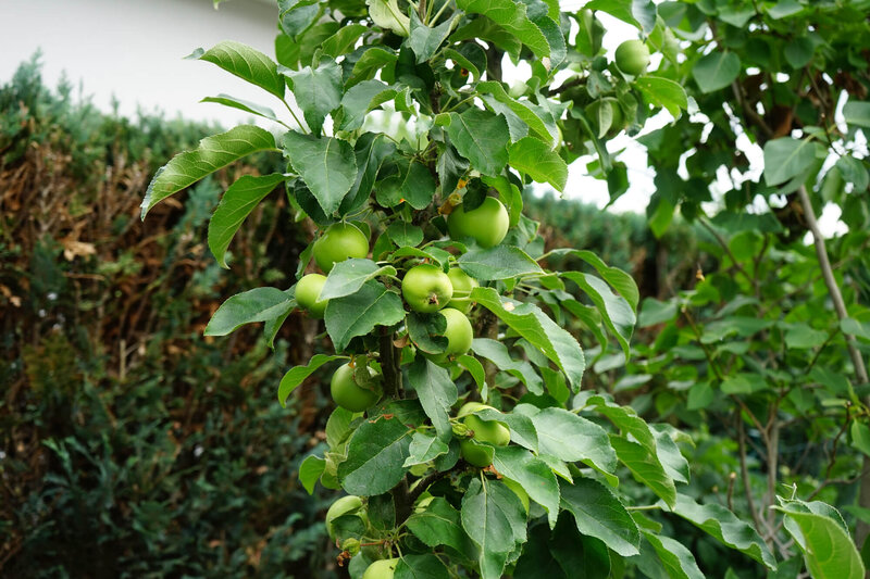 Malus domestica Bolero