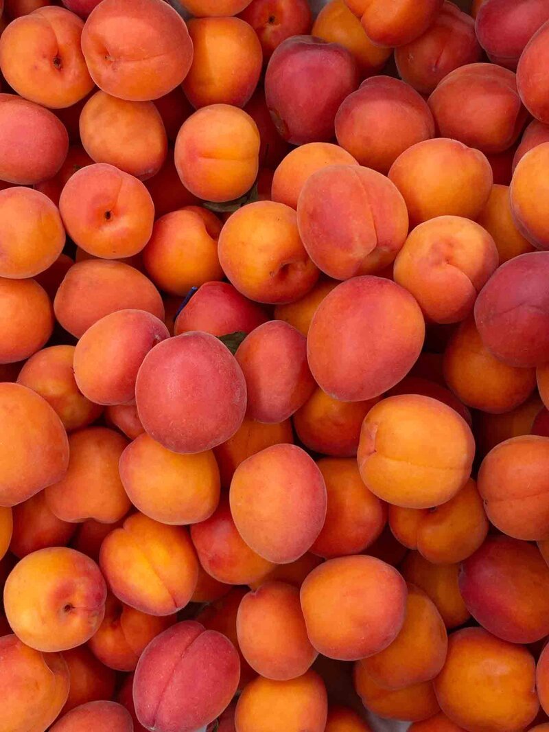 Prunus armeniaca 'Bergeron'