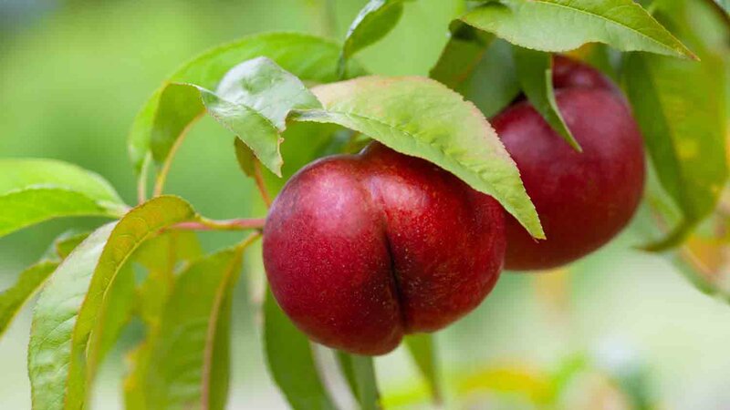 Prunus persica 'Fantasia'