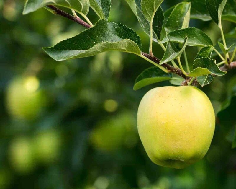 Malus domestica 'Golden Delicious'