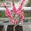 Prunus persica 'Crimson'® 