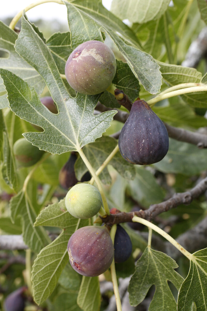 Ficus carica Brown Turkey