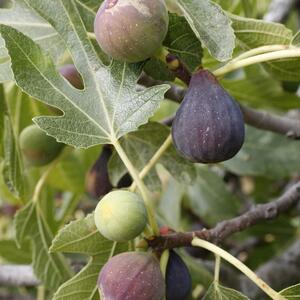 Ficus carica Brown Turkey