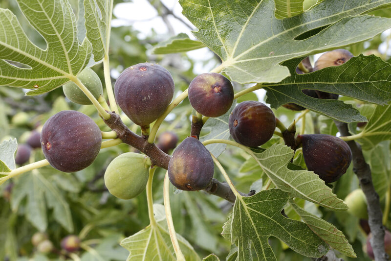 Ficus carica Firoma