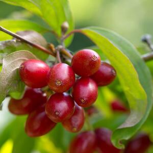 Cornus mas Jolico
