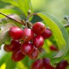 Cornus mas Jolico
