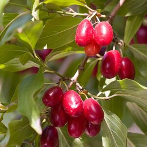 Cornus mas Jolico