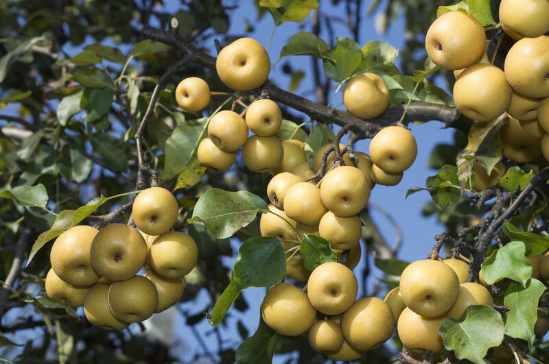 Pyrus pyrifolia Hosui