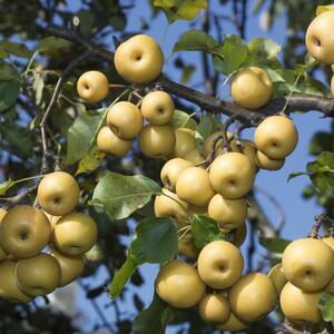 Pyrus pyrifolia Hosui