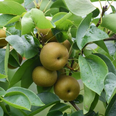 Pyrus pyrifolia Hosui