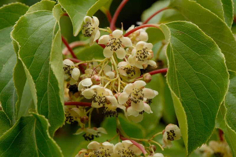 Actinidia arguta 'Weiki'