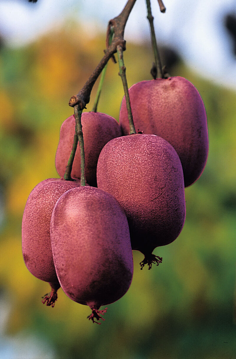 Actinidia arguta 'Ken's Red'