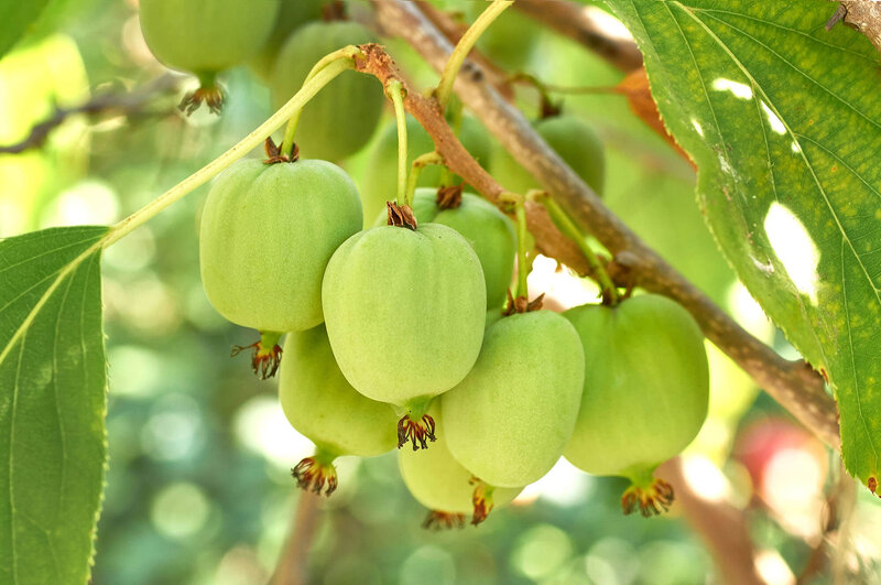 Actinidia arguta Vitikiwi