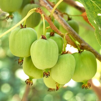 Actinidia arguta Vitikiwi