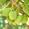 Actinidia arguta Vitikiwi