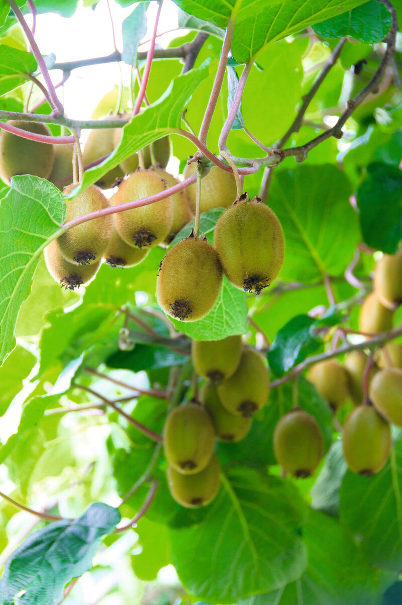 Actinidia arguta Vitikiwi