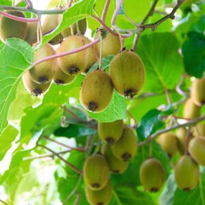 Actinidia arguta Vitikiwi