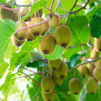 Actinidia arguta Vitikiwi