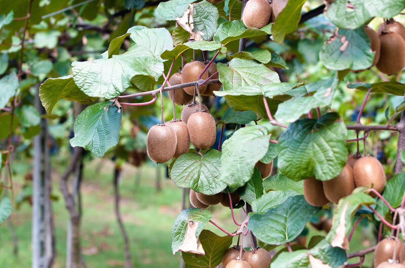 Actinidia deliciosa 'Solissimo'