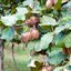 Actinidia deliciosa 'Solissimo'