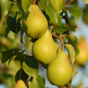 Pyrus communis Condora