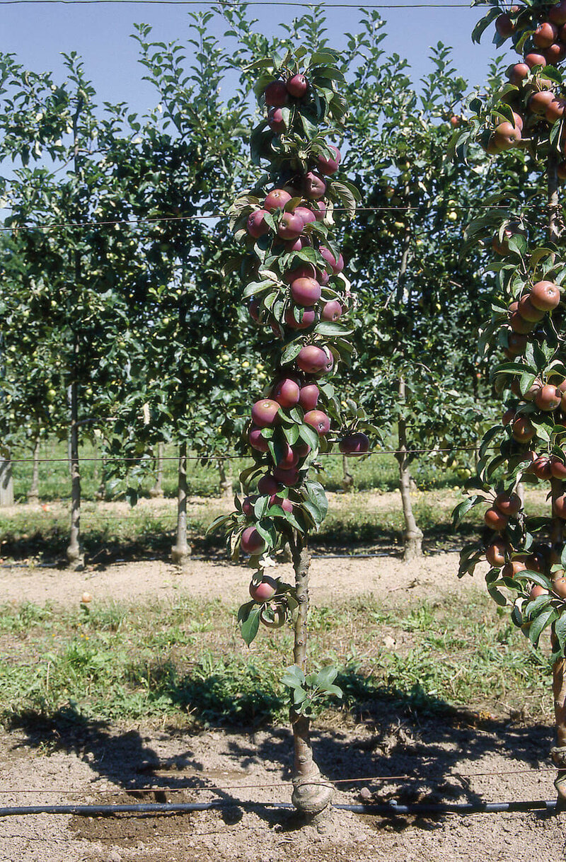 Malus domestica Chinon