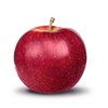 Malus domestica Chinon