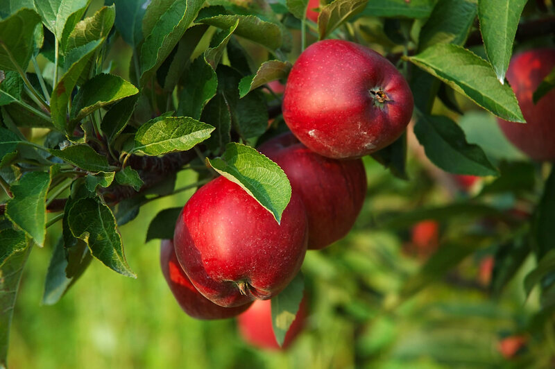 Malus domestica Croquella