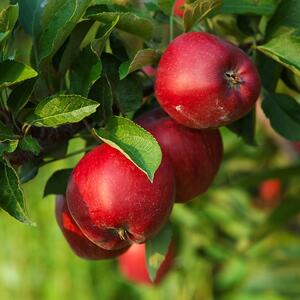 Malus domestica Croquella