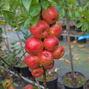 Malus domestica Zwergapfel Garden Sun Red