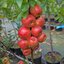 Malus domestica Zwergapfel Garden Sun Red