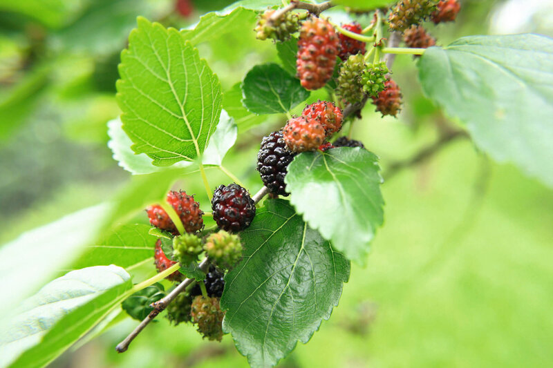 Morus rotundiloba Mojo Berry