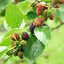 Morus rotundiloba Mojo Berry