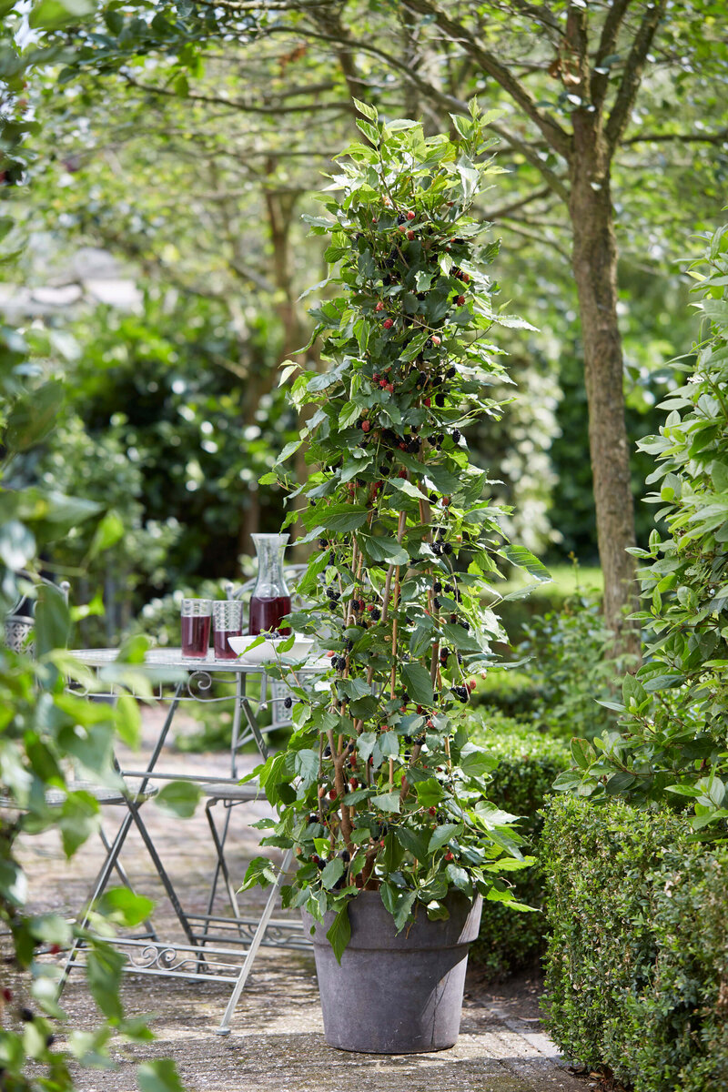 Morus rotundiloba Mojo Berry