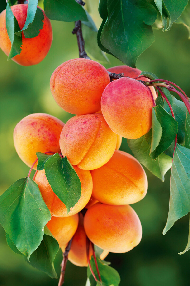 Prunus armeniaca Garden Aprigold