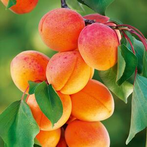 Prunus armeniaca Garden Aprigold