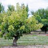 Prunus armeniaca Garden Aprigold