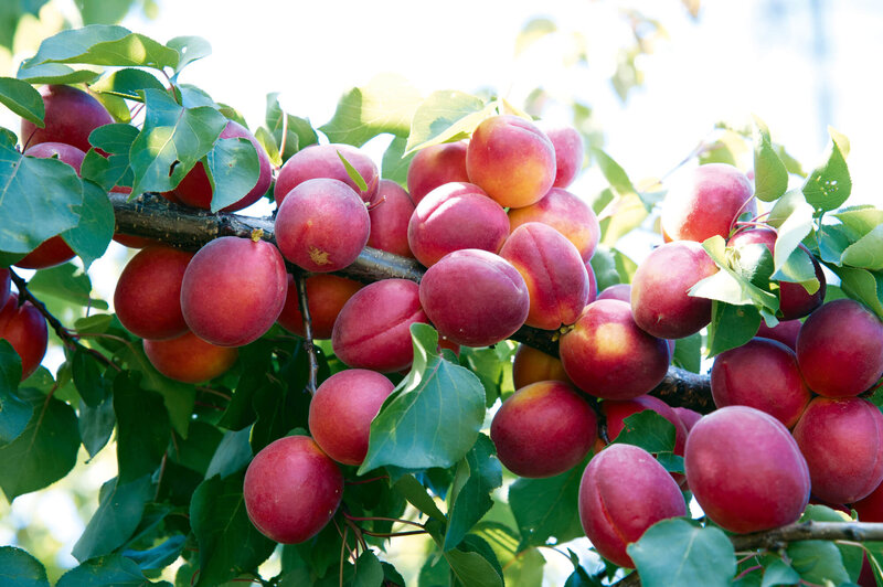 Prunus armeniaca 