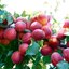 Prunus armeniaca 