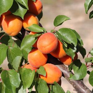 Prunus armeniaca Goldrich