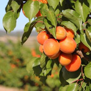 Prunus armeniaca Goldrich