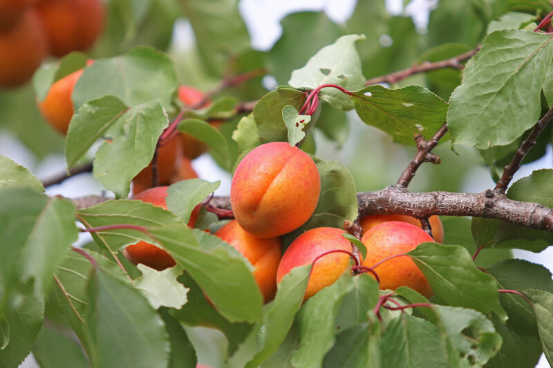 Prunus armeniaca  Kremser Marille