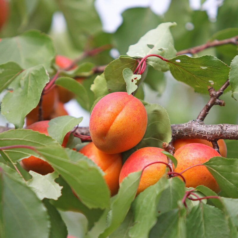 Prunus armeniaca 'Kremser Marille' | STARKL