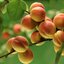 Prunus armeniaca Kuresia