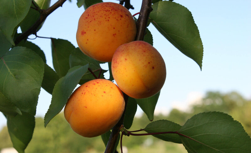 Prunus armeniaca Orange Summer