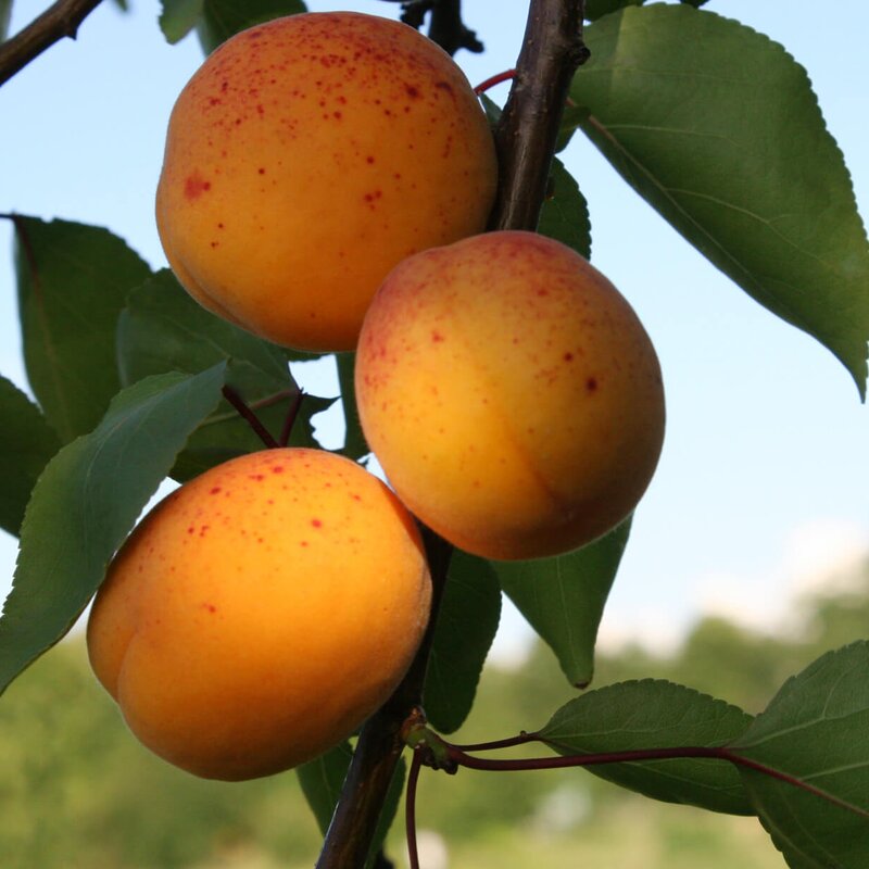Starkl Marillen Preise – Pflaumenmarille ‚Aprisali®‘ – EOCRFT