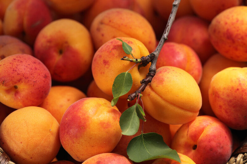 Prunus armeniaca Ungarische Beste