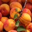 Prunus armeniaca Ungarische Beste